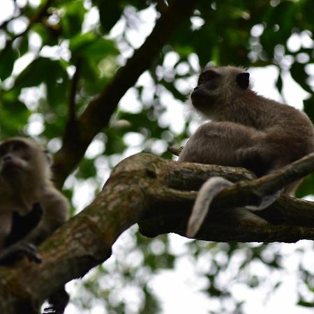 Pulai Spring Resort Kampung Kangkar Pulai エクステリア 写真