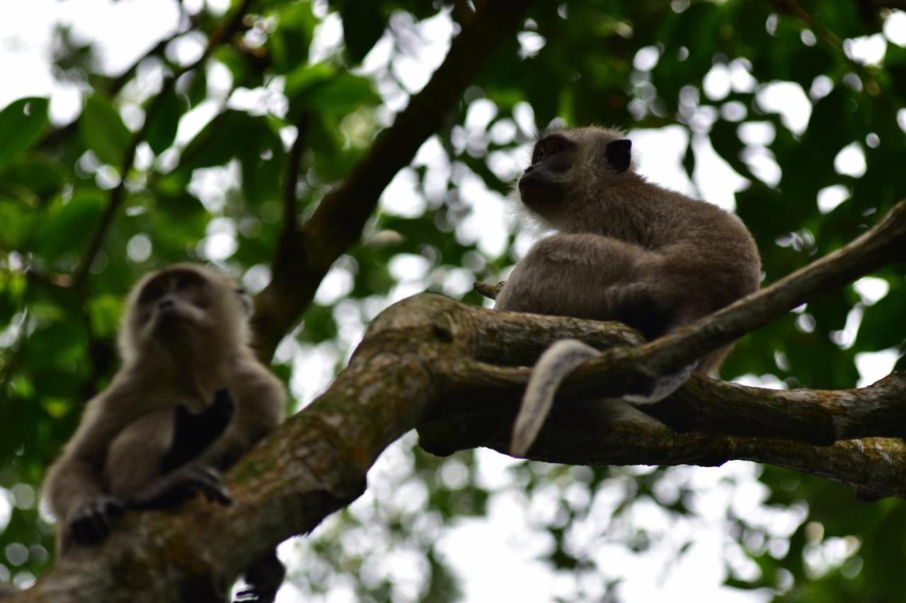 Pulai Spring Resort Kampung Kangkar Pulai エクステリア 写真